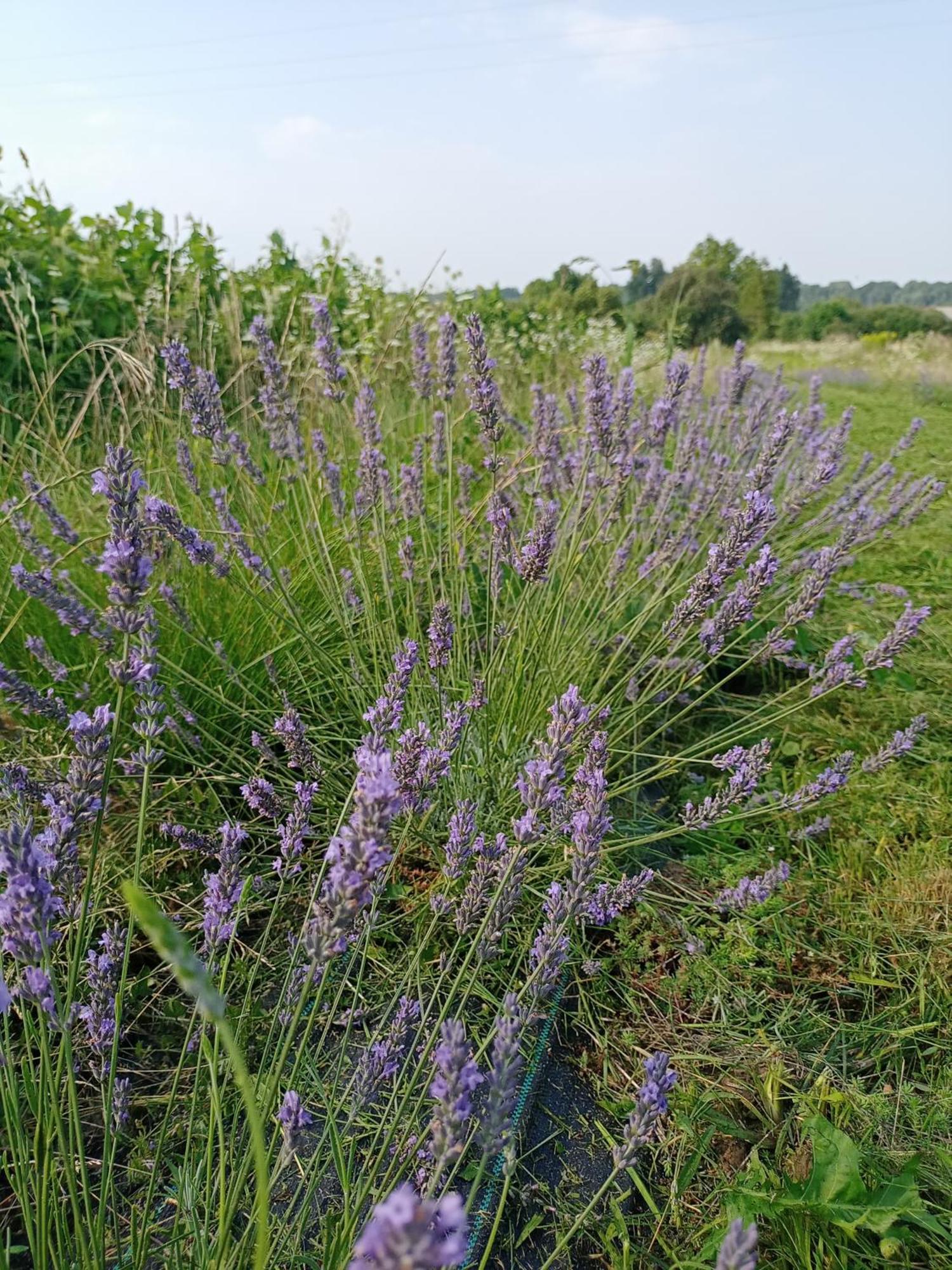 Agroturystyka "Pod Bluszczem" ครัสนอบรุด ภายนอก รูปภาพ